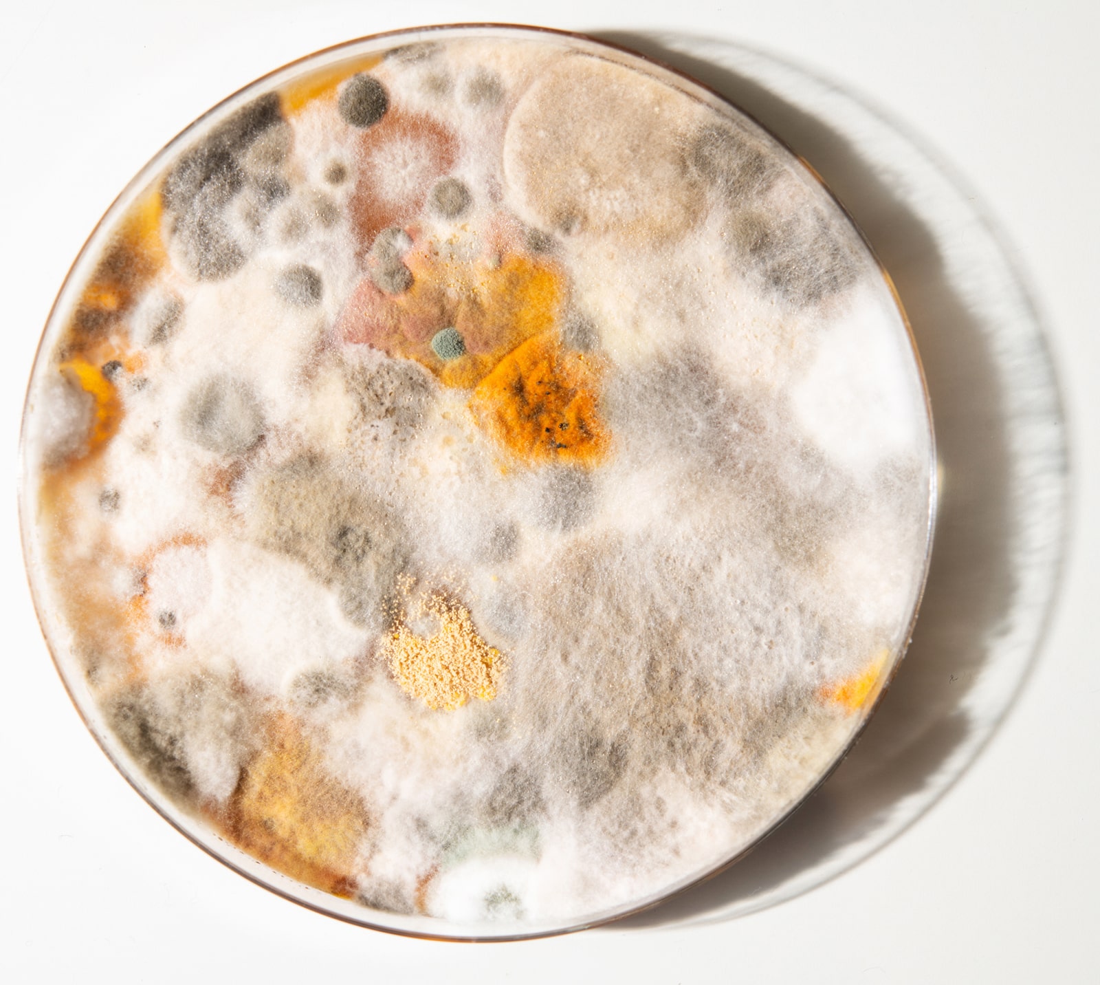 results from mold testing roswell