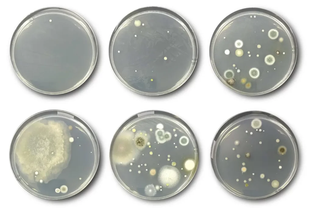 samples used in mold testing roswell